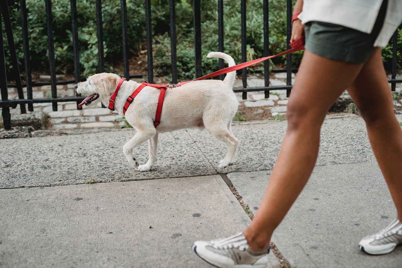 DogHero tem vagas em aberto para São Paulo