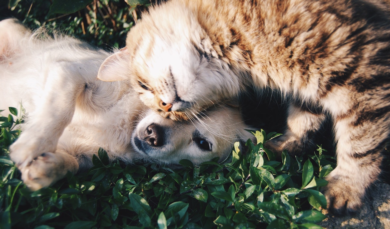 Purina estreia canal no Clubhouse
