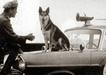 Para matar a saudade: “O Vigilante Rodoviário” no Looke