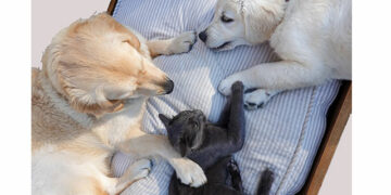 Aplicativo ajuda a identificar pets