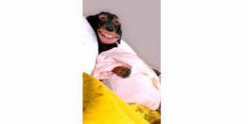 Celebre o Dia do Pet ‍com lentes de realidade aumentada no Snapchat