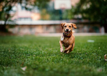 Samsung e Petlove juntas na segurança dos pets