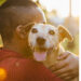 PEDIGREE conecta ONGs protetoras de animais a quem deseja adotar um pet