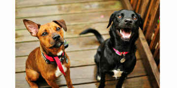 Tinder e Instituto Caramelo lançam campanha de adoção