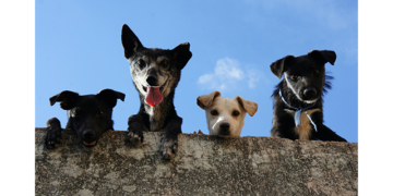 Ampara Animal e Pedigree lançam site de adoção e reencontro de animais